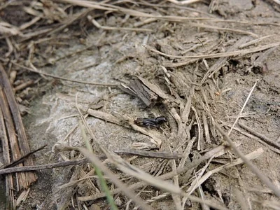 Photo of Larger Pygmy Locust (Neotridactylus apicialis) taken at Big Spring Preserve