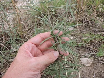 Photo of Small Palafox (Palafoxia callosa) taken at Robert Lee Airport