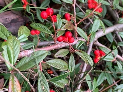 Photo of Rose (Cotoneaster salicifolius) taken at Big Spring/newaukum Creek Natural Area