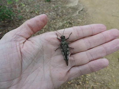 Photo of Pine Tree Spur-Throat Grasshopper (Melanoplus punctulatus) taken at Cabell