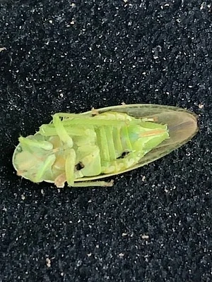 Photo of Rugosana querci taken at Red Bug Slough Preserve