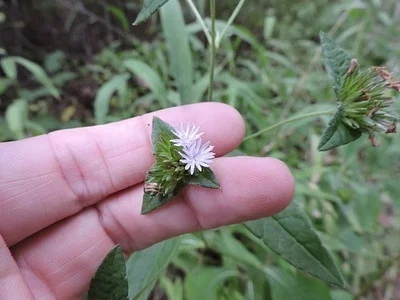 Photo of Elephantopus carolinianus taken at Arnoldsville