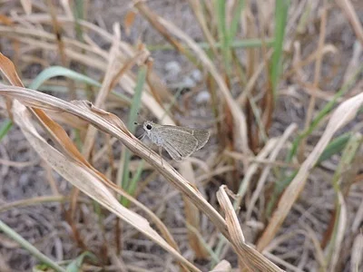 Photo of Gray Skipper (Lerodea eufala) taken at Watson Mill Bridge State Park