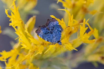 Photo of Inverness Twitcher (Choreutis diana) taken at Vilas County Forest- Pioneer Creek Unit