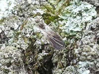 Photo of Rhamphomyia nasoni taken at M.j. Rhymer Family Nature Preserve