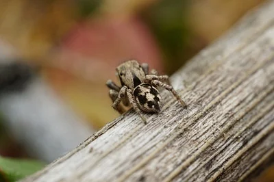 Photo of Habronattus clypeatus taken at Native Legend Open Space