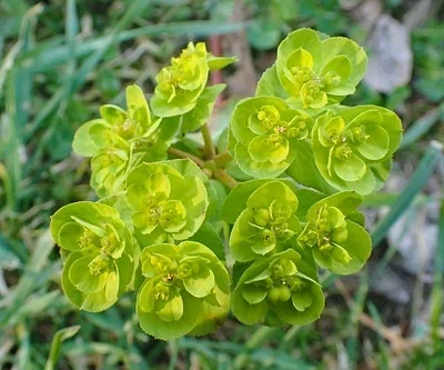 Photo of Wartweed (Euphorbia helioscopia) taken at Marden-chittick Refuge