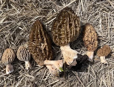 Photo of Landscaping Black Morel (Morchella importuna) taken at Minto County Park