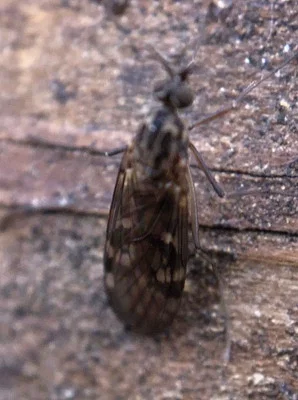 Photo of Sylvicola notialis taken at Summit Lake State Recreation Area
