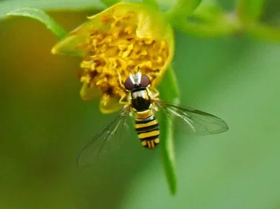 Photo of Oblique Stripetail (Allograpta obliqua) taken at Cross City Airport