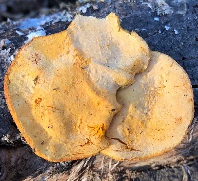Photo of Protocrea pallida taken at Windfall Creek State Forest