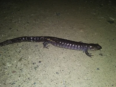 Photo of Ambystoma unisexual taken at Richardson Memorial Preserve