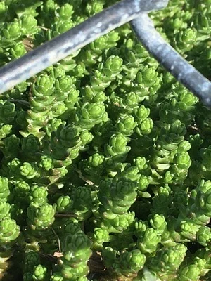 Photo of Stonecrop (Sedum acre) taken at Manistee County