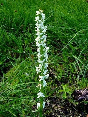 Photo of Bog Candles (Platanthera dilatata) taken at Rough Hills Wilderness Study Area