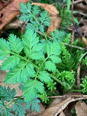 Photo of Hedge Parsley (Torilis japonica) taken at Danville-georgetown Open Space