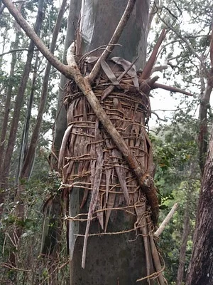 Photo of Freycinetia arborea taken at Honokowai Natural Area Reserve