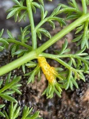 Photo of Puccinia jonesii taken at Farewell Bend State Recreation Area