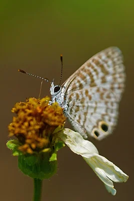 Photo of Leptotes cassius taken at Florida Keys Wilderness