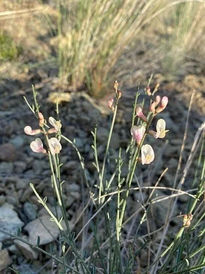 Photo of Astragalus sterilis taken at Malheur County
