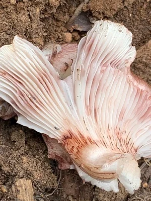 Photo of Veiled Purple Waxcap (Hygrophorus purpurascens) taken at Lower White River Wilderness