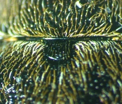 Photo of Glyptoscelis pubescens taken at Brookhaven State Park
