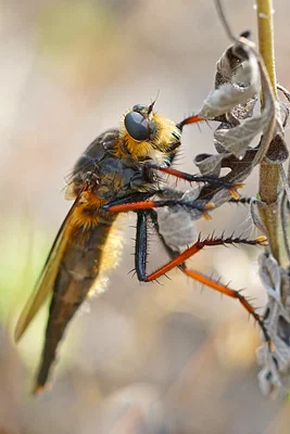 Photo of Proctacanthus fulviventris taken at Lake Lizzie Conservation Area
