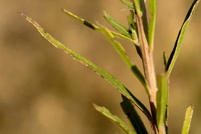 Photo of Vernonia marginata taken at Running Water Draw