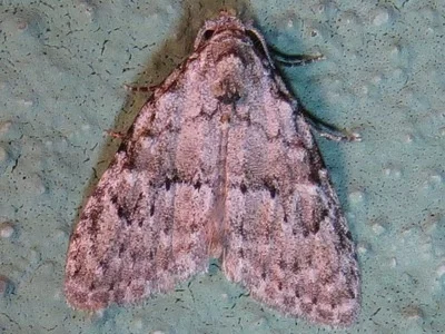 Photo of Confused Meganola Moth (Meganola minuscula) taken at Broken Kettle Grasslands Preserve