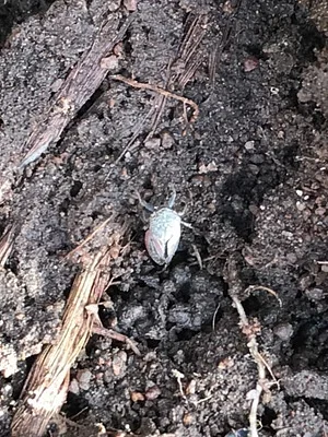 Photo of Cuerna alpina taken at Black Forest Regional Park
