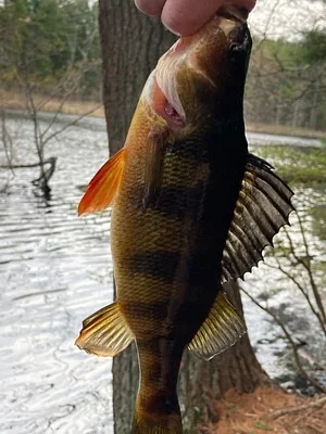 Photo of Perch (Perca flavescens) taken at Richardson Public Reserved Land (upper Section)