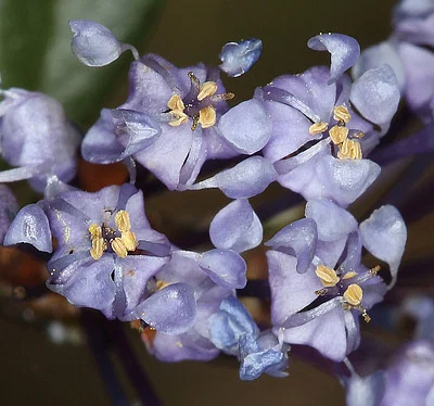 Photo of Siskiyou-Mat (Ceanothus pumilus) taken at Josephine County