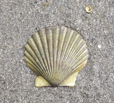 Photo of Argopecten irradians taken at Demarest Lloyd State Park