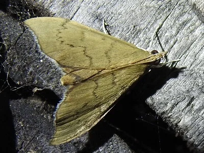 Photo of Sericoplaga externalis taken at Red River County