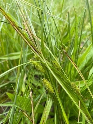 Photo of Porcupine Sedge (Carex hystericina) taken at Clark And Pine Nature Preserve