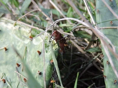 Photo of Panorpa nuptialis taken at Lake Whitney State Park