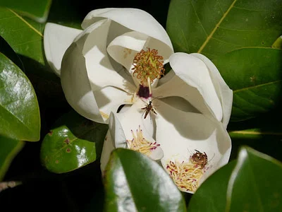 Photo of Yellow-Horned Flower Longhorn Beetle (Strangalia luteicornis) taken at Ralls County