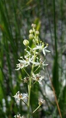 Photo of Schoenolirion albiflorum taken at Okaloacoochee Slough Wildlife Management Area