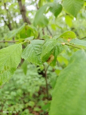Photo of Taphrina ulmi taken at Ramser Arboretum