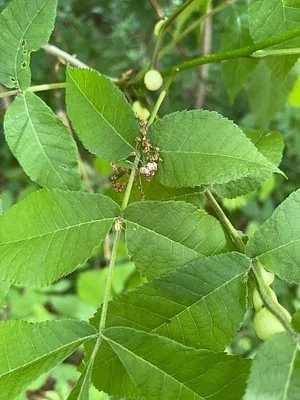 Photo of Phylloxera caryaecaulis taken at Cummins Nature Preserve