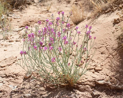 Photo of Astragalus woodruffii taken at Dirty Devil Wilderness Study Area