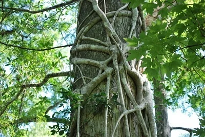 Photo of Ficus aurea taken at South Lido County Park