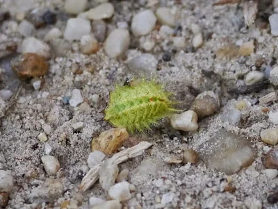 Photo of Crowned Slug Moth (Isa textula) taken at Hebron