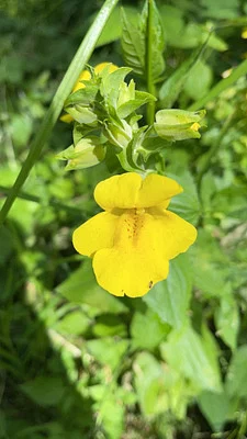 Photo of Erythranthe decora taken at Ink Blot Natural Area Preserve