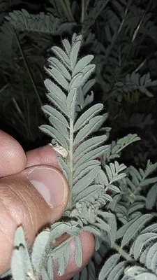 Photo of Astragalus drummondii taken at Valley County