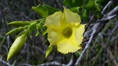 Photo of Pentalinon luteum taken at Shadow Wood Preserve