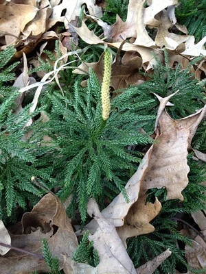 Photo of Princess Pine (Dendrolycopodium obscurum) taken at Speck