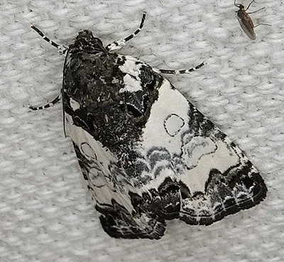 Photo of Tufted Bird-Dropping Moth (Cerma cerintha) taken at Weeks State Park