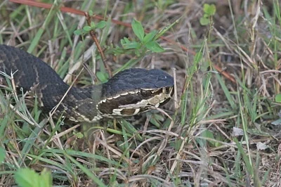 Photo of Agkistrodon conanti taken at Burney Hill