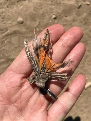 Photo of Xanthippus olancha taken at Buttermilk Country Wildlife Area