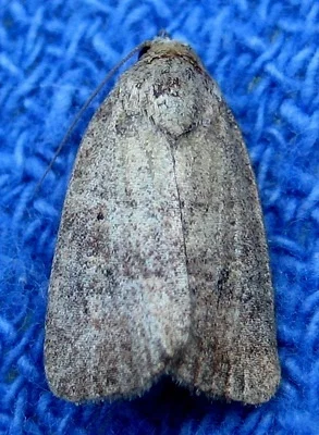 Photo of Slowpoke Moth (Athetis tarda) taken at Shenipsit State Forest